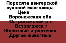 Поросята венгерской пуховой мангалицы › Цена ­ 6 000 - Воронежская обл., Острогожский р-н, Острогожск г. Животные и растения » Другие животные   
